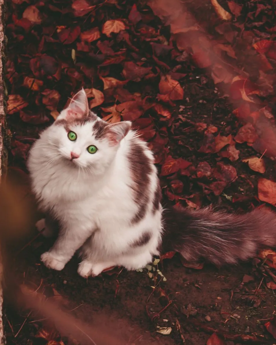 Jesienny kot