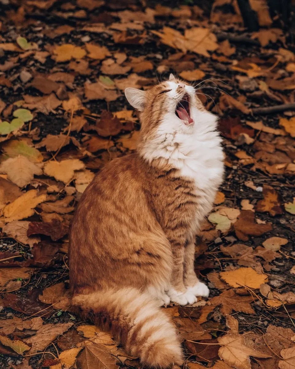 Jesienny kot