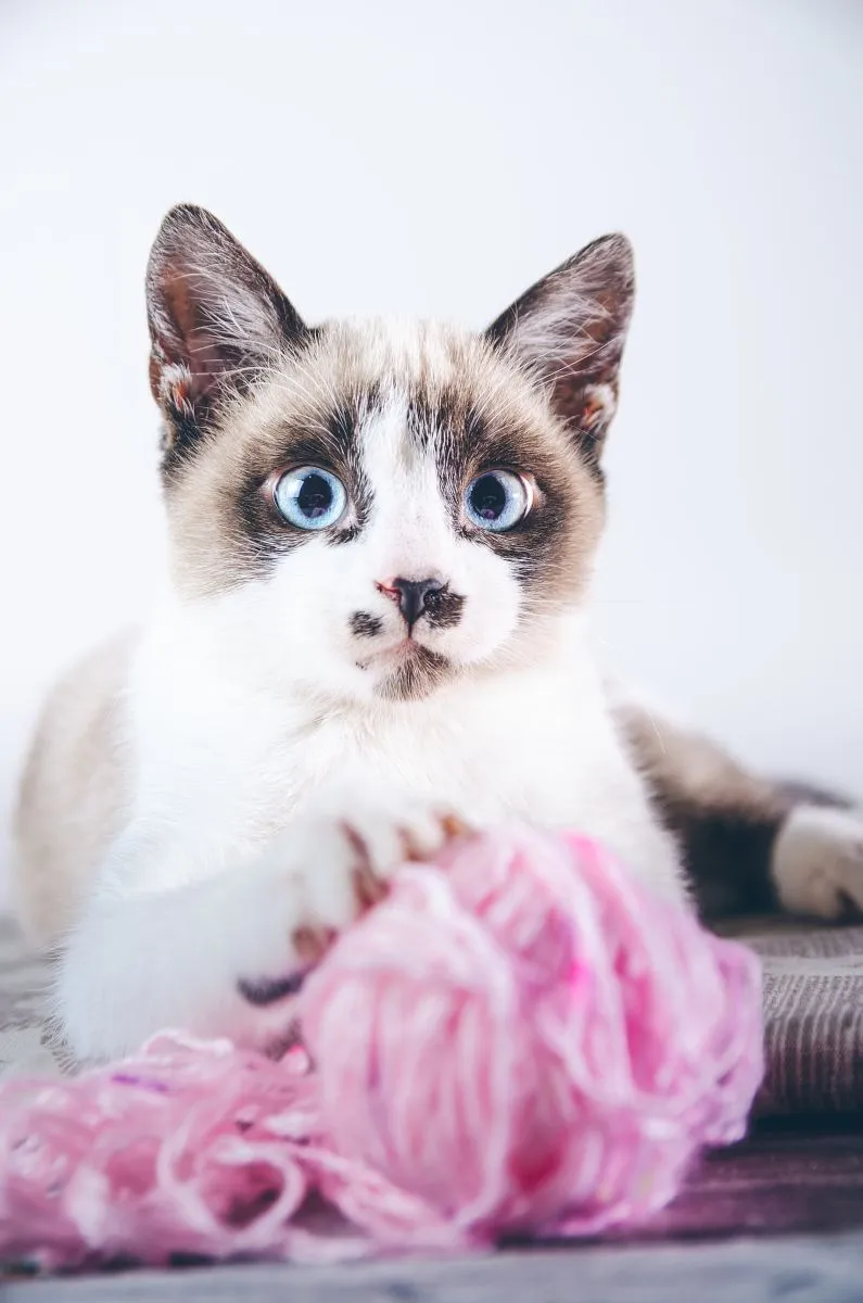 Kot Snowshoe