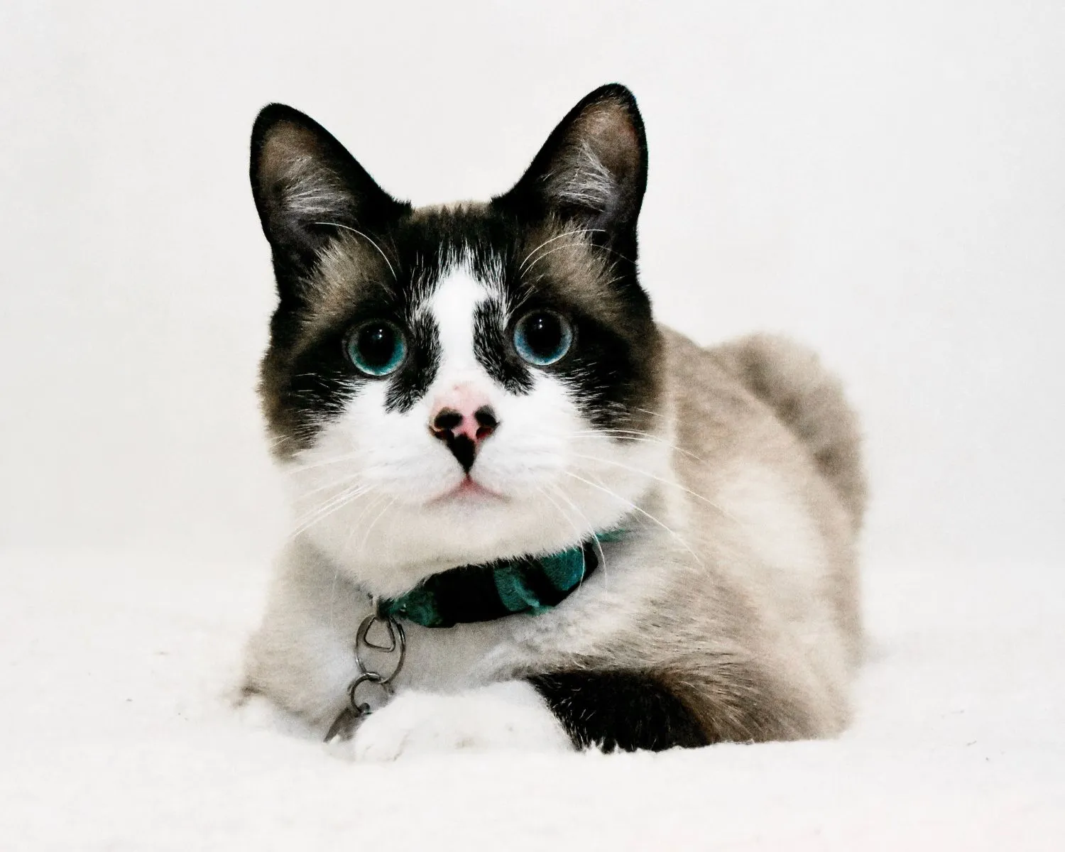 Kot Snowshoe