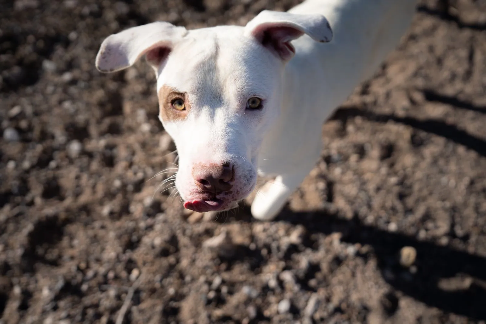 Szczeniak American Pit Bull Terrier