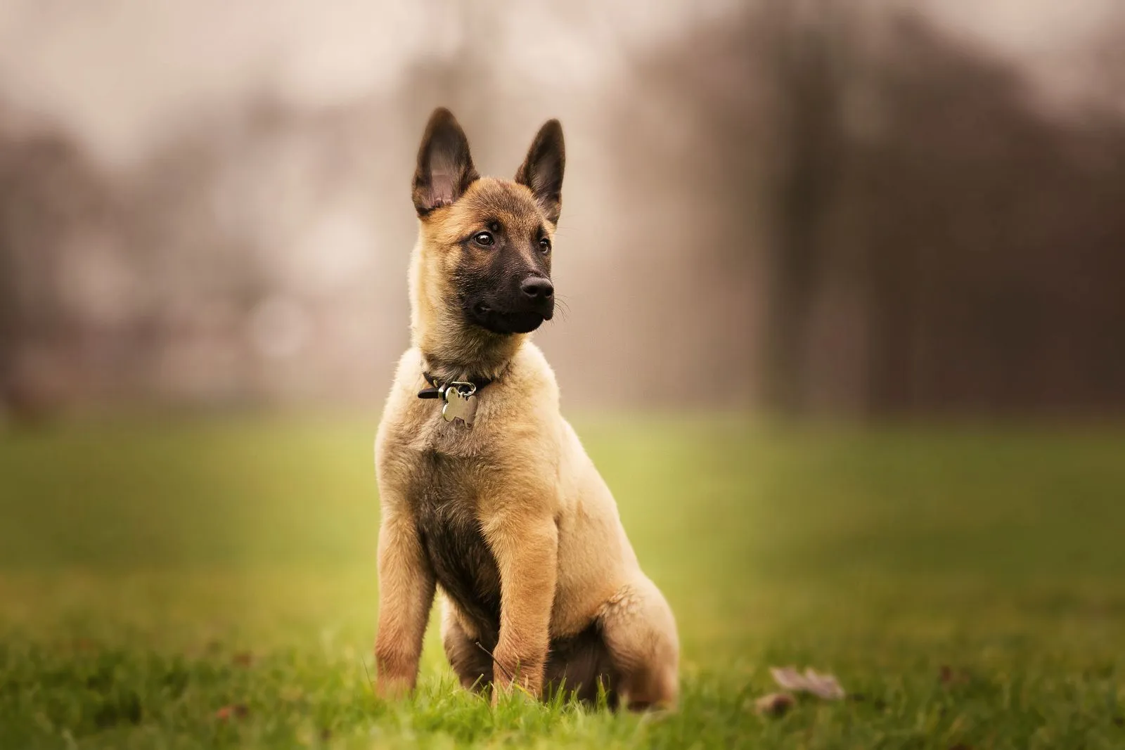 Malinois owczarek belgijski