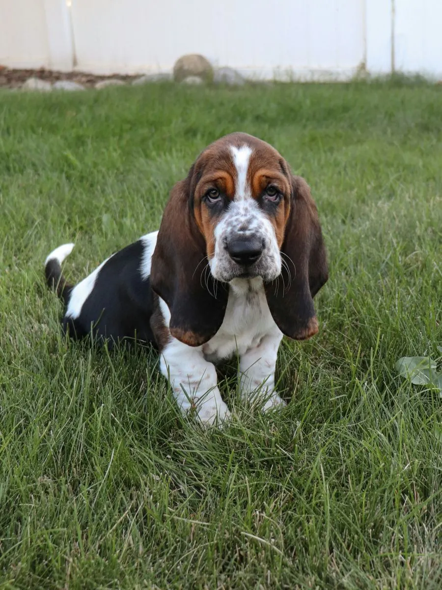 Szczeniak Basset Hound