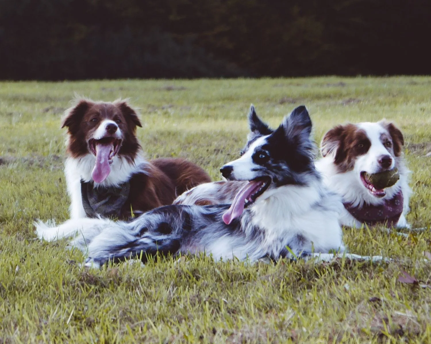 Psy Border Collie