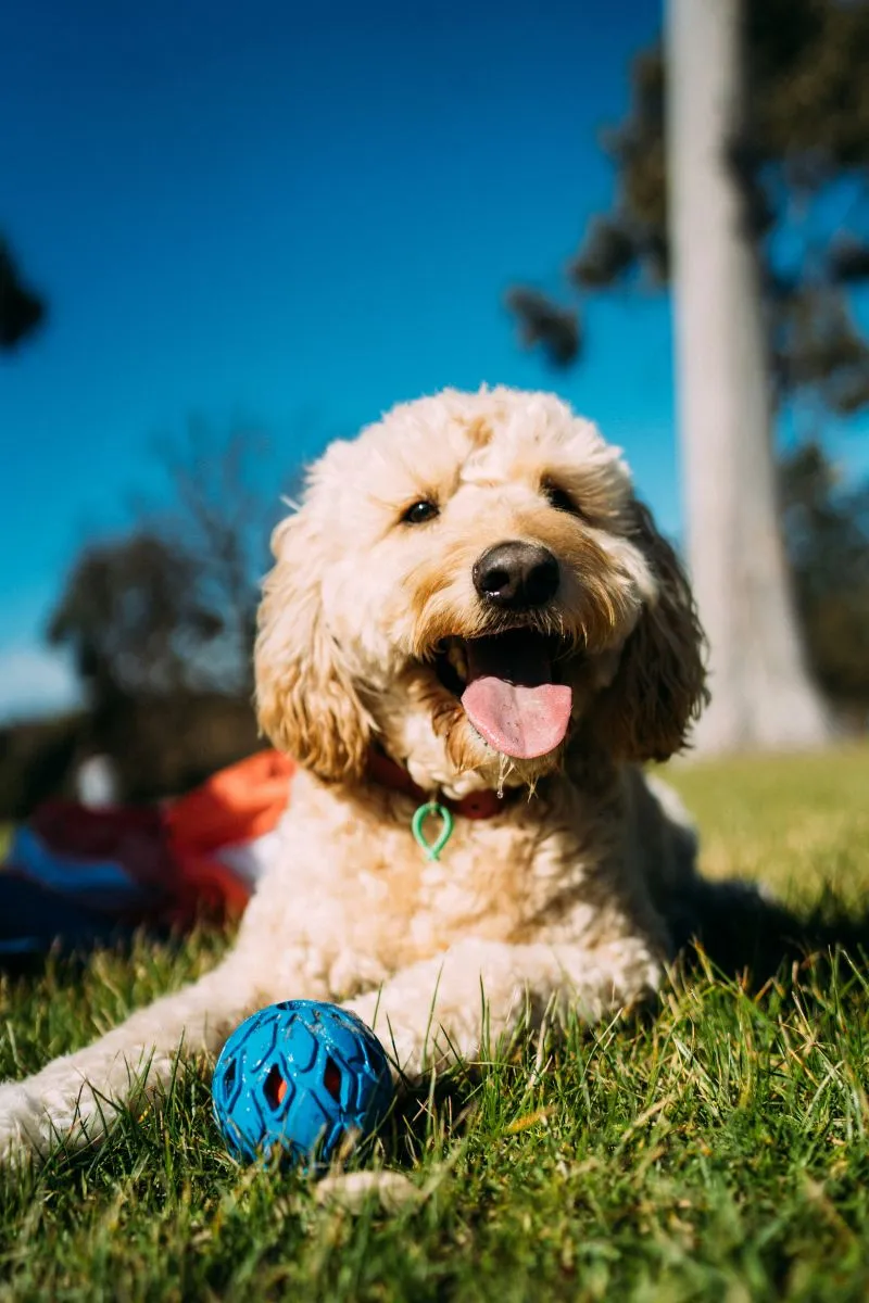 Ciekawostki o Goldendoodle