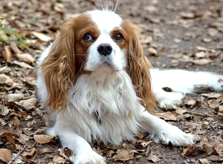 Cavalier King Charles Spaniel