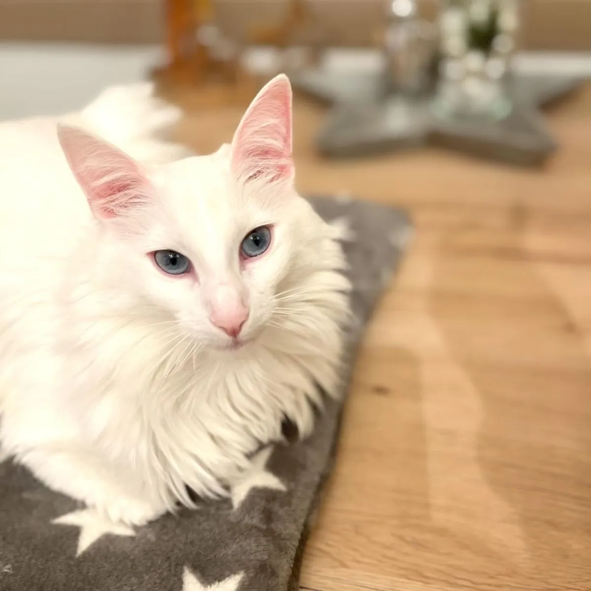 Angora Turecka