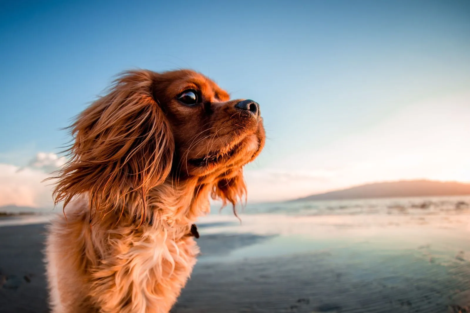 Cocker Spaniel Amerykański