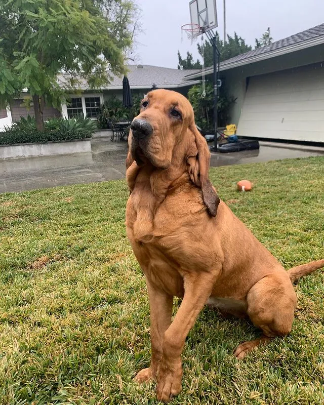 Bloodhound