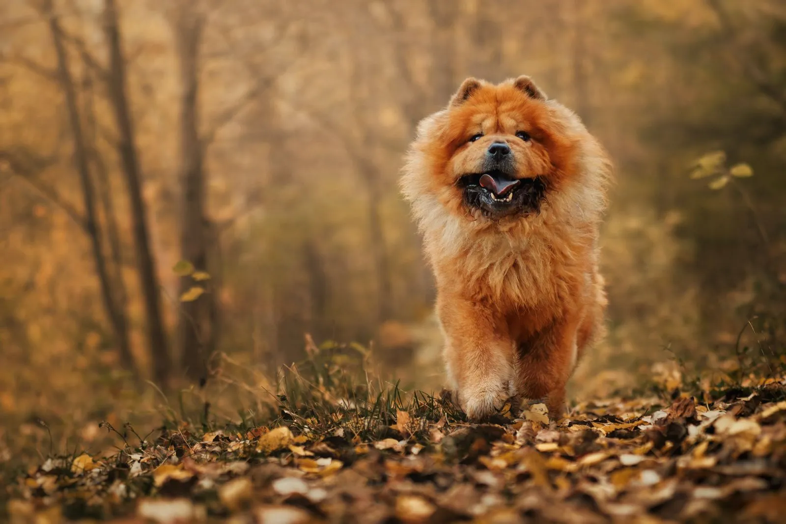 Chow Chow