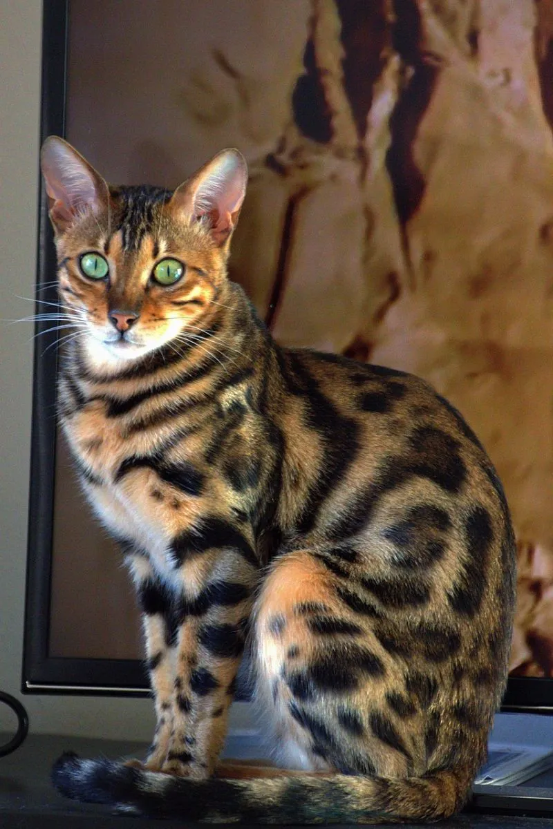Kot bengalski