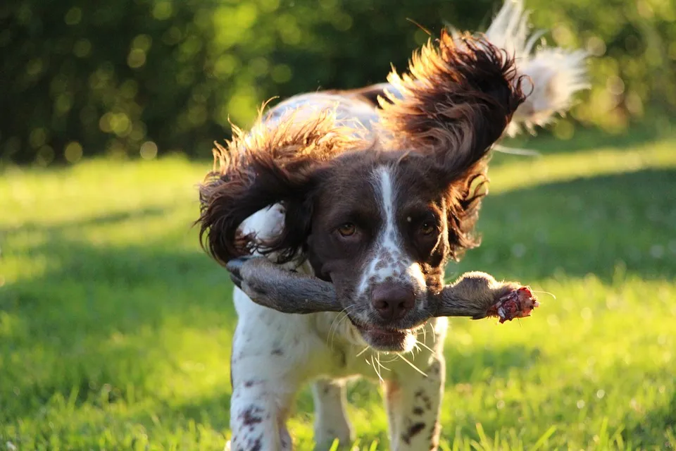 Springer spaniel angielski 