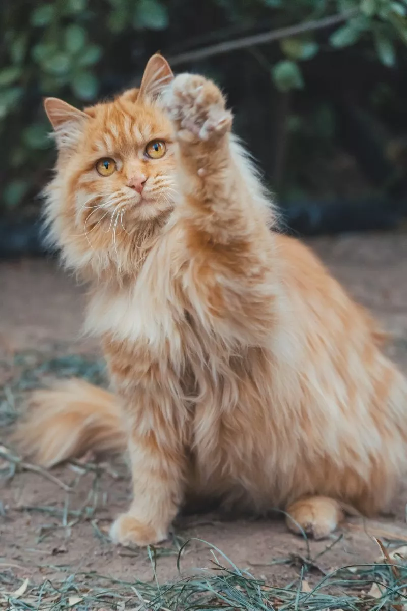 Maine Coon