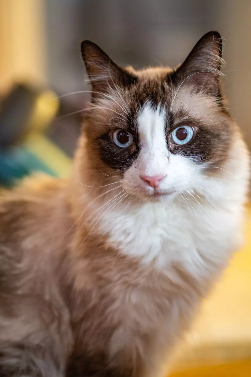 Ragdoll