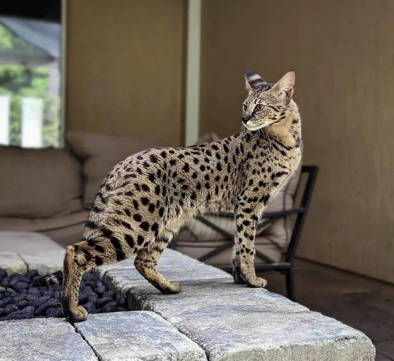 Savannah