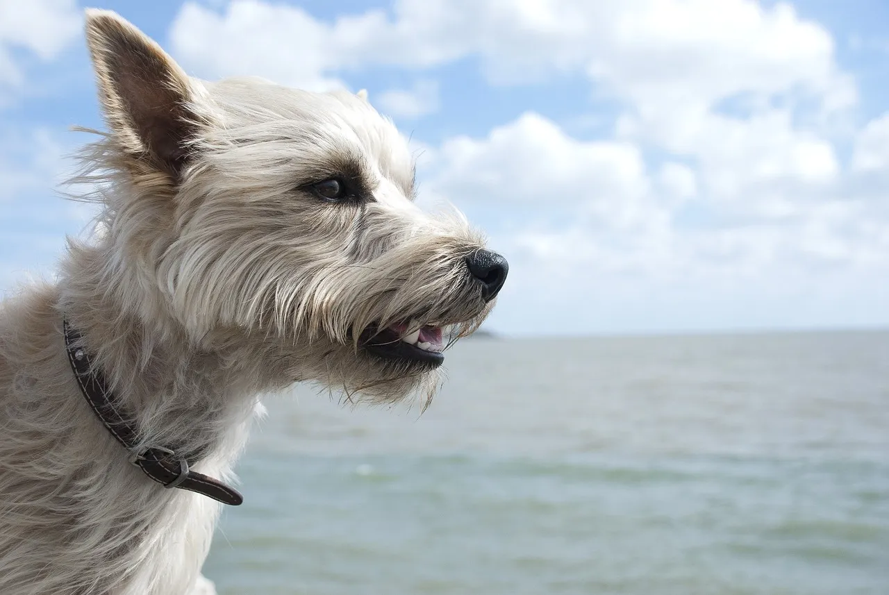 Cairn Terrier