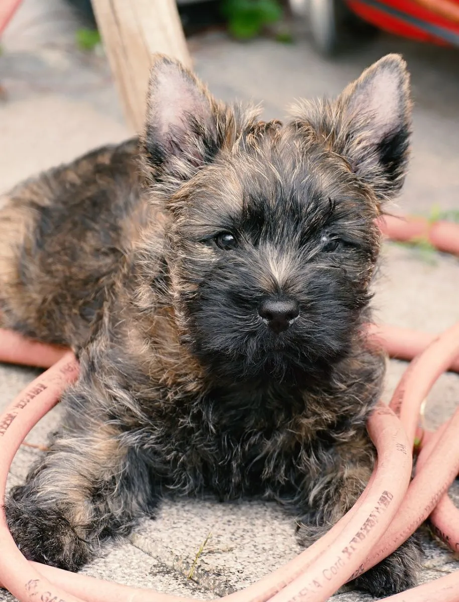 Szczeniak Cairn Terrier