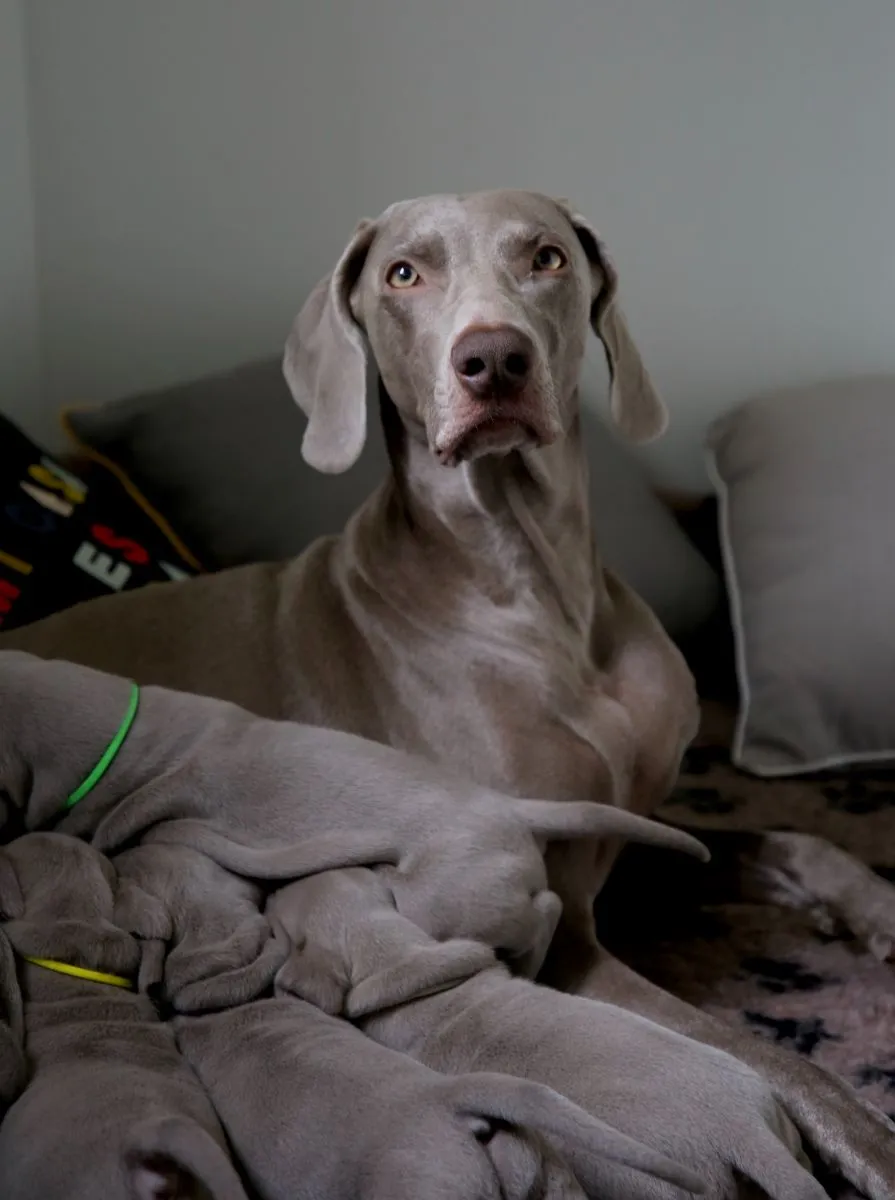 Labrador Retriever