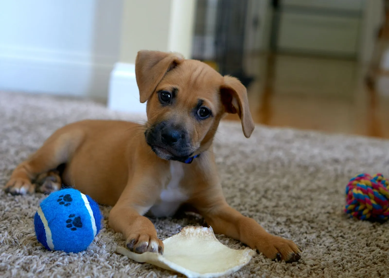 Szczeniak Labrador Retriever