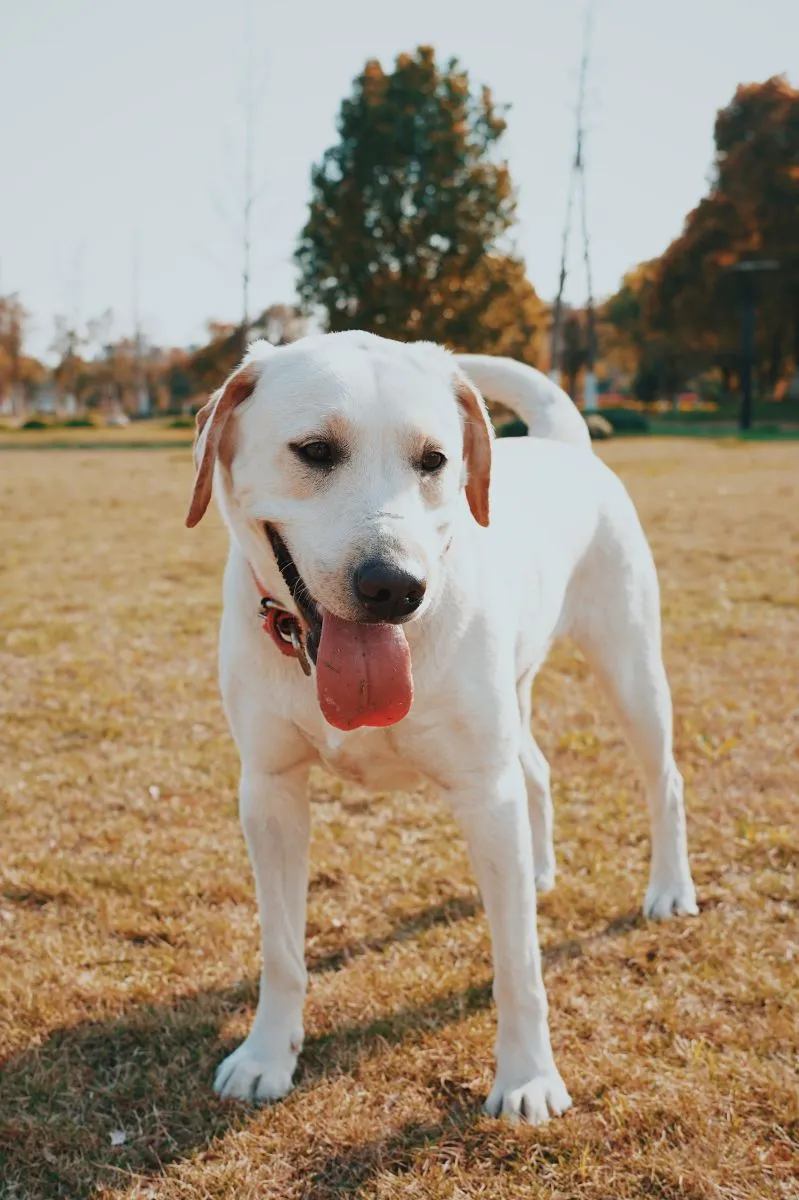Labrador Retriever