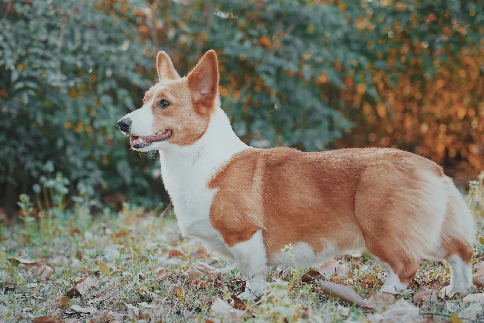 Welsh Corgi Pembroke