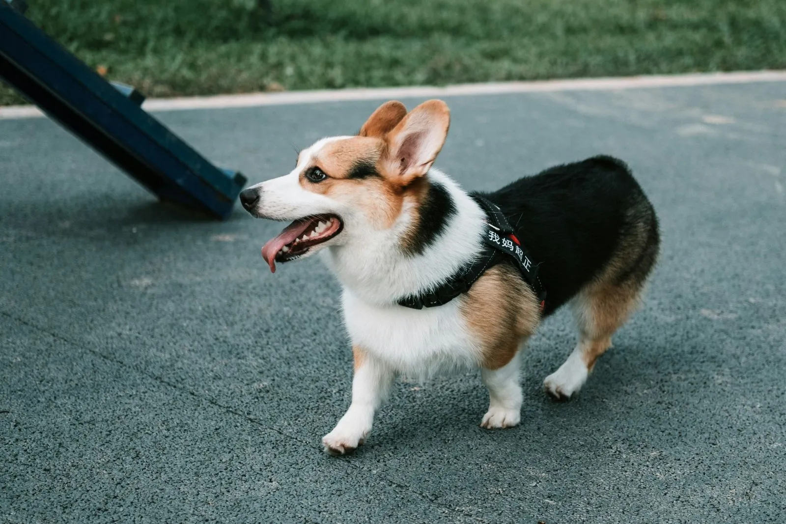 Welsh Corgi Pembroke