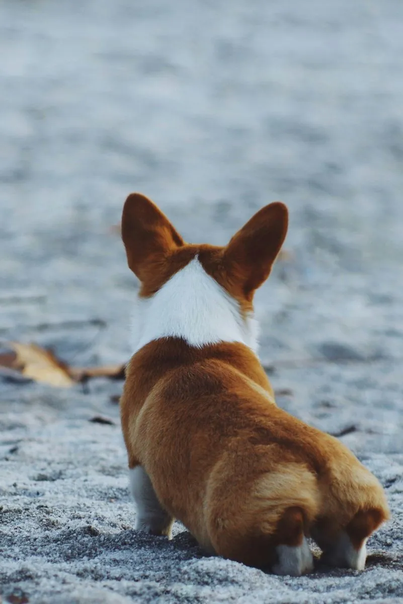 Welsh Corgi Pembroke