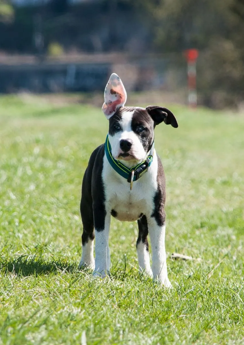 American Staffordshire Terrier
