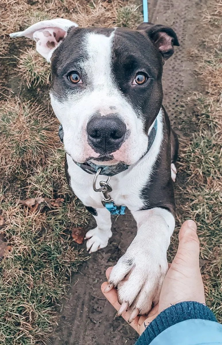 American Staffordshire Terrier