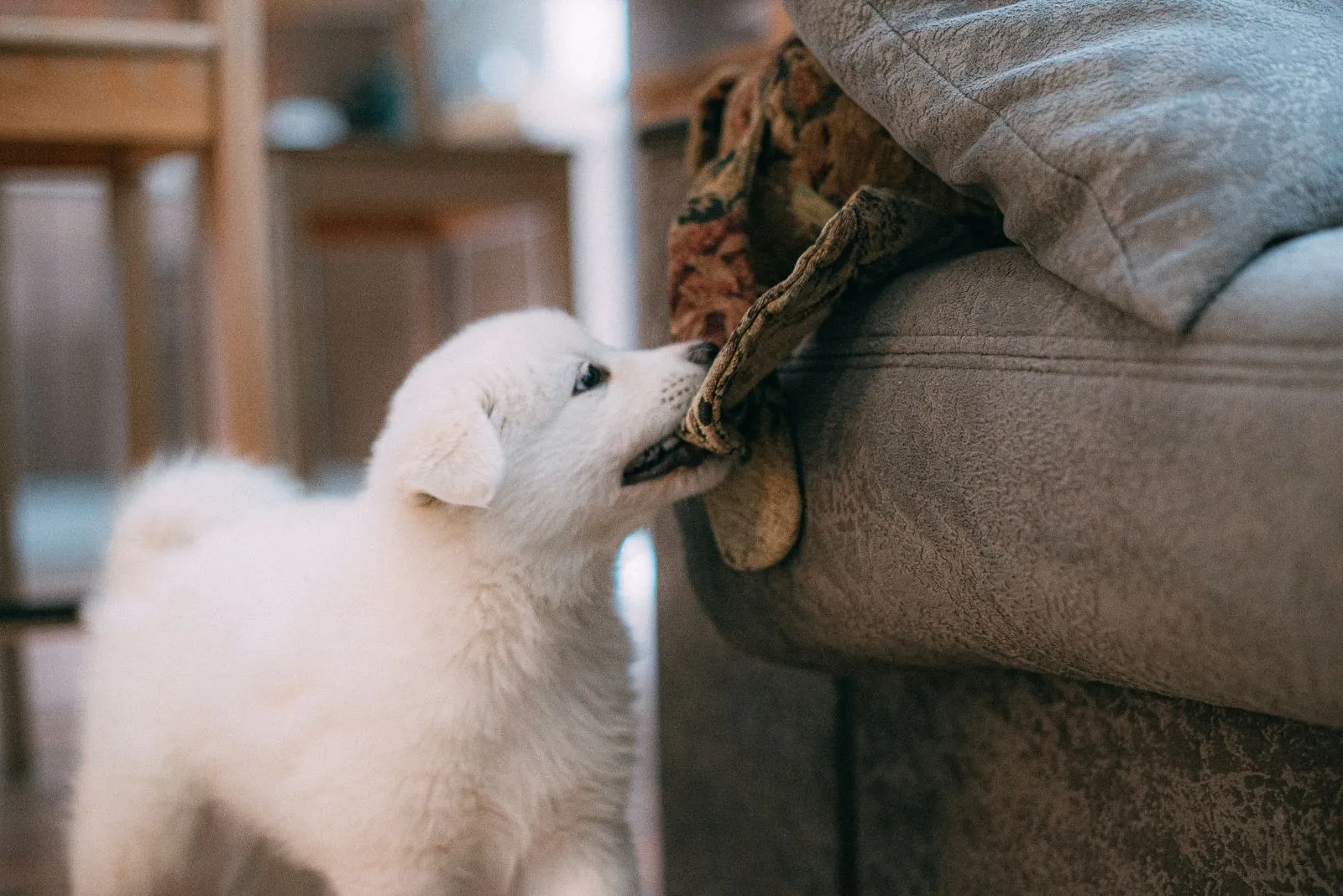 Szczeniak Samoyed