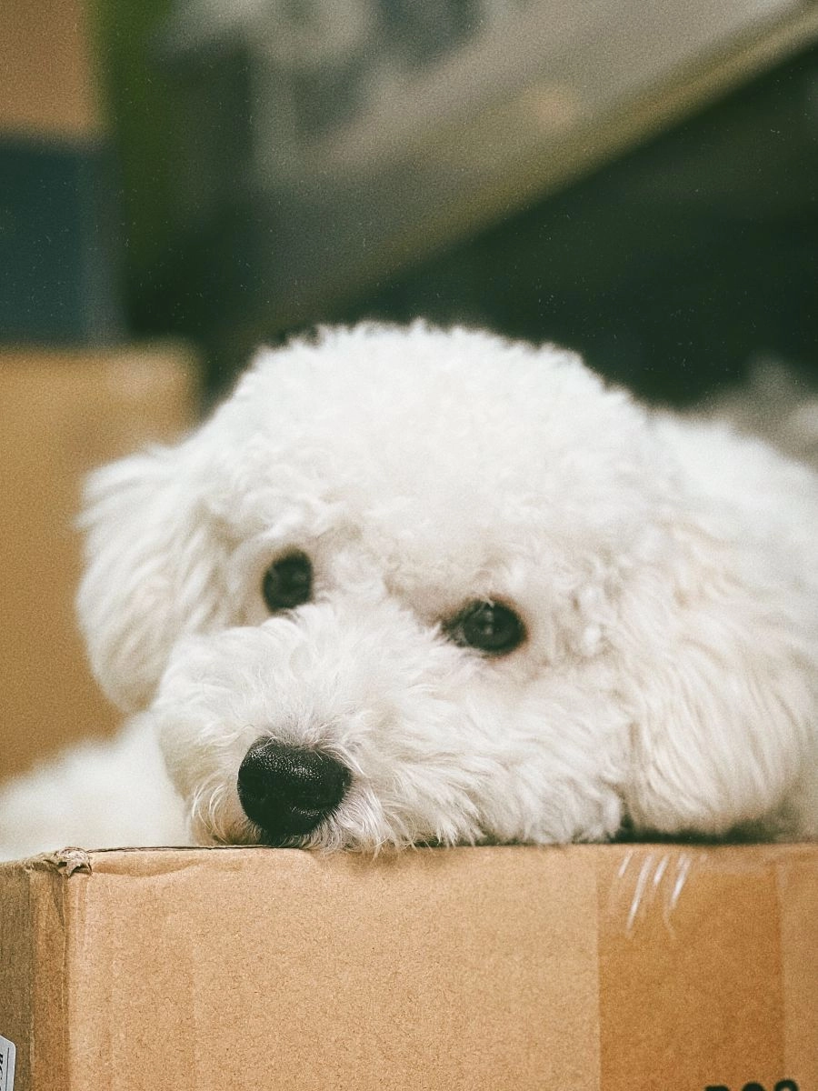 Szczeniak Bichon Frise