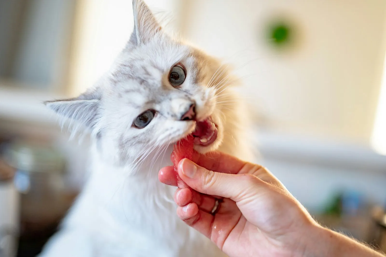 Co koty mogą jeść, a czego nie mogą