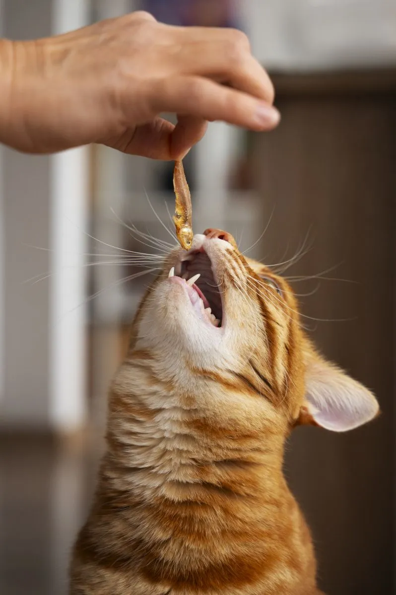 Co koty mogą jeść