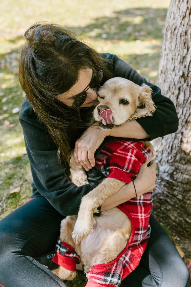 Cocker Spaniel Amerykański