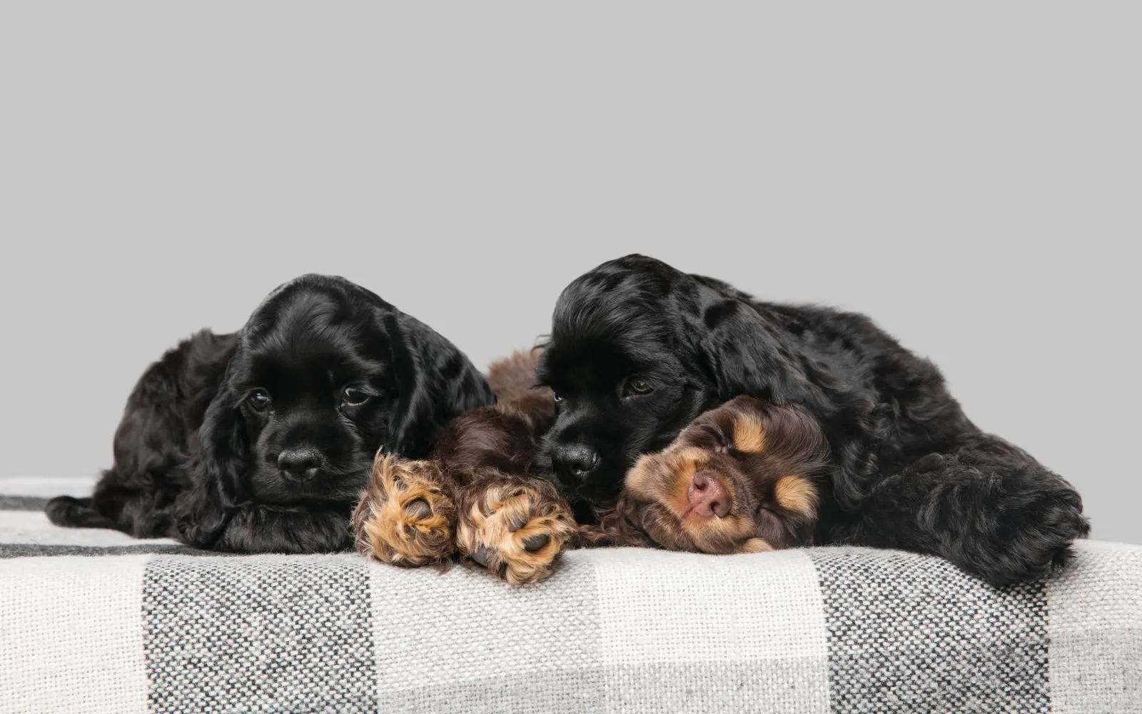 Szczeniaki Cocker Spaniel Amerykański
