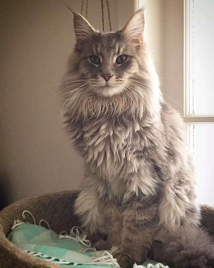 Ludo kot Maine Coon