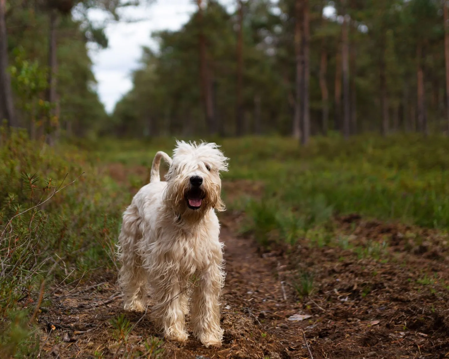 Irish soft coated wheaten terrier