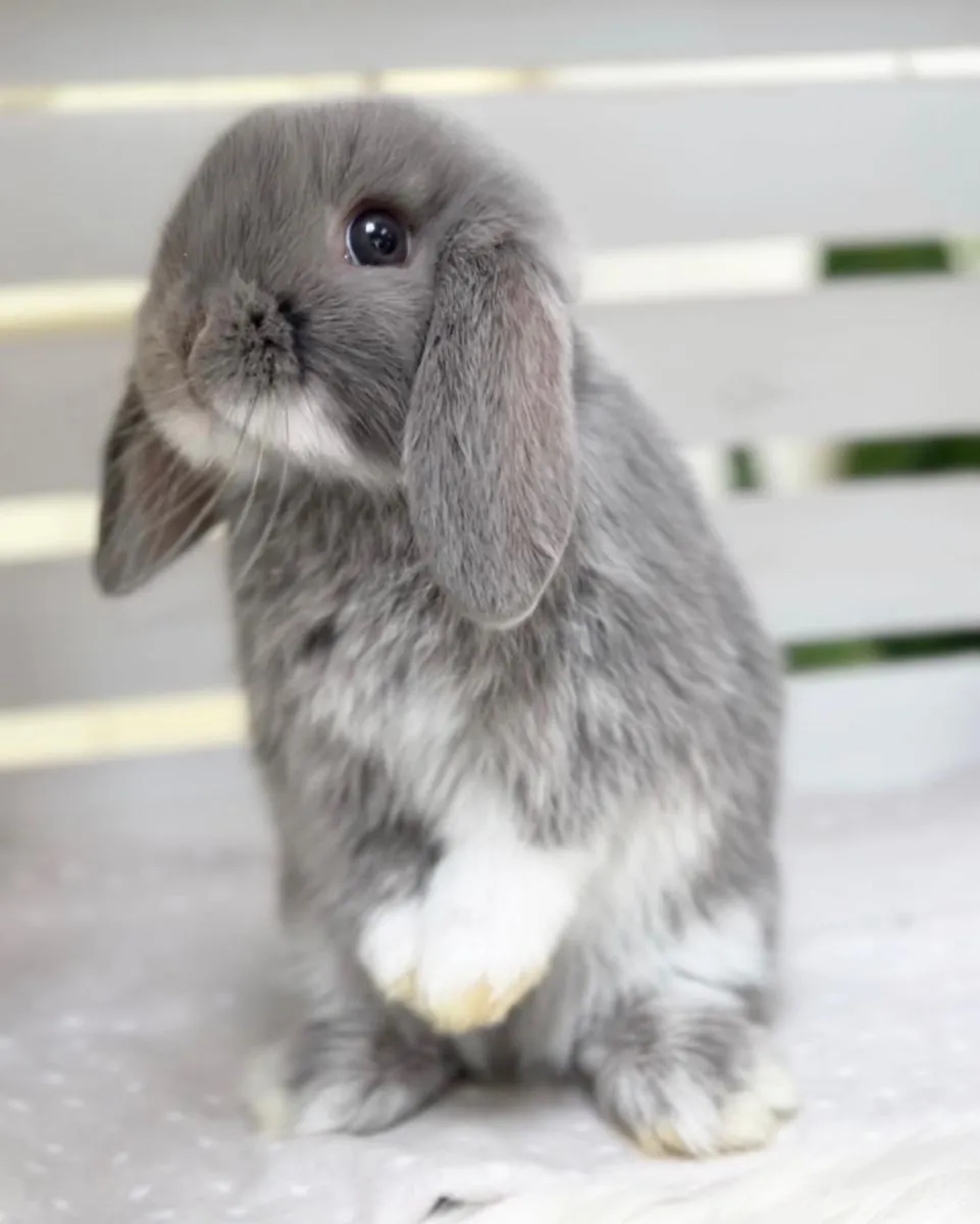 Królik Holland Lop
