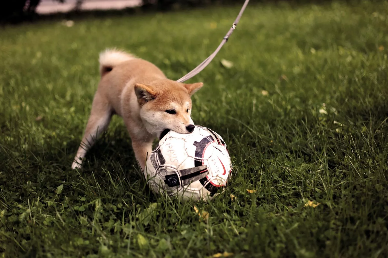 Szczeniak Akita