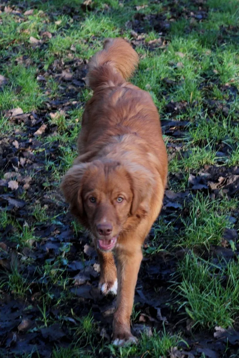Toller Retriever z Nowej Szkocji