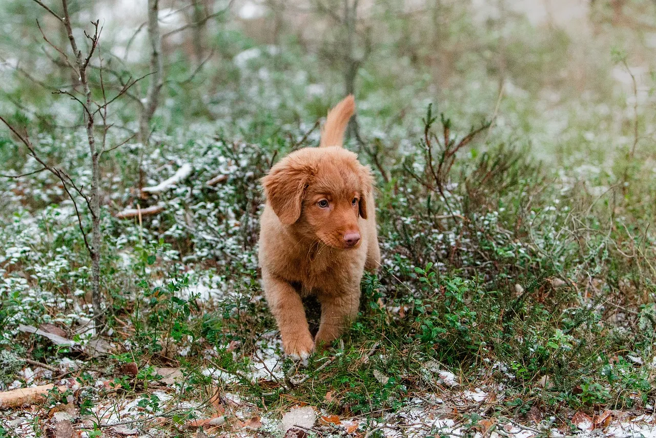Toller Retriever z Nowej Szkocji