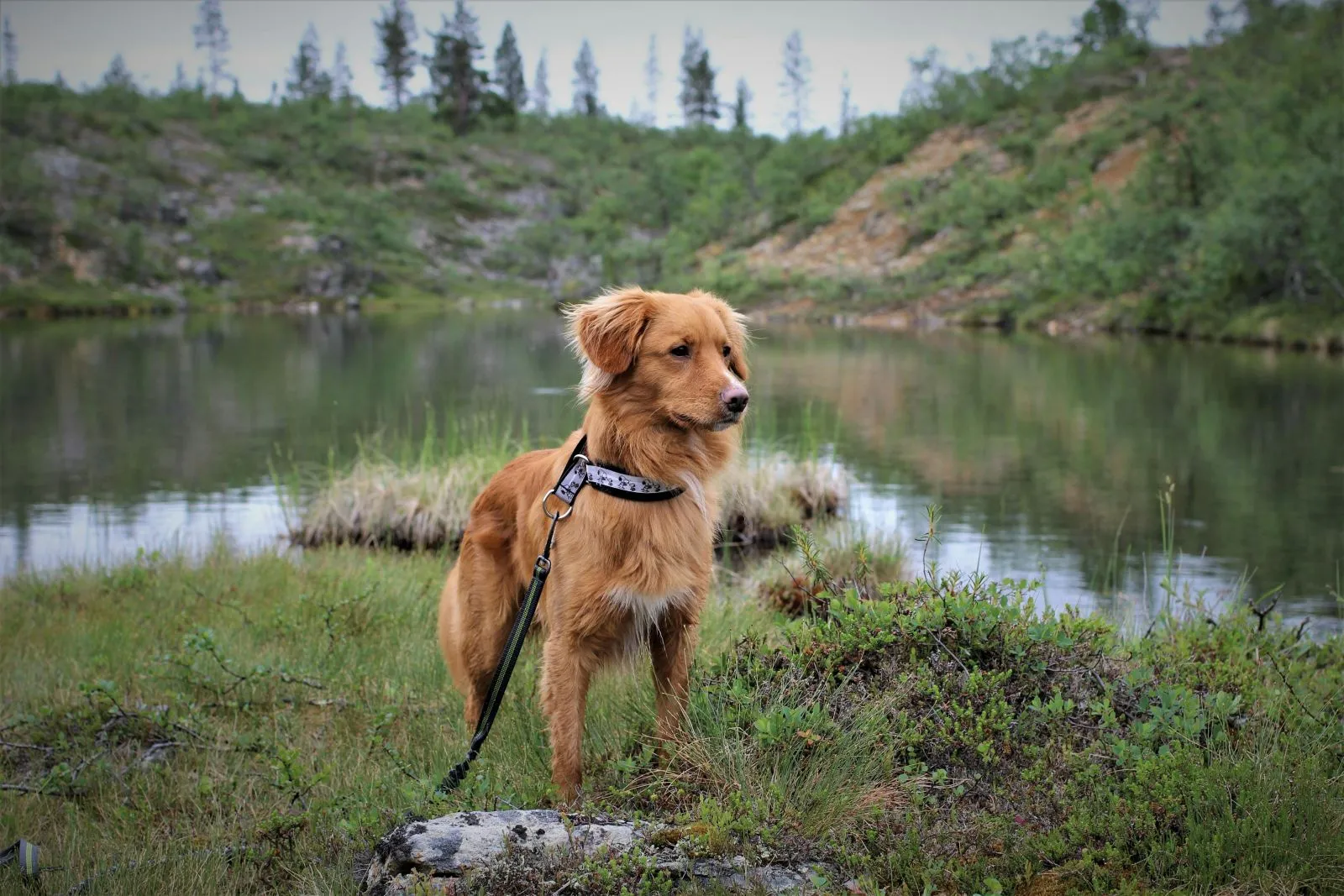 Toller Retriever z Nowej Szkocji