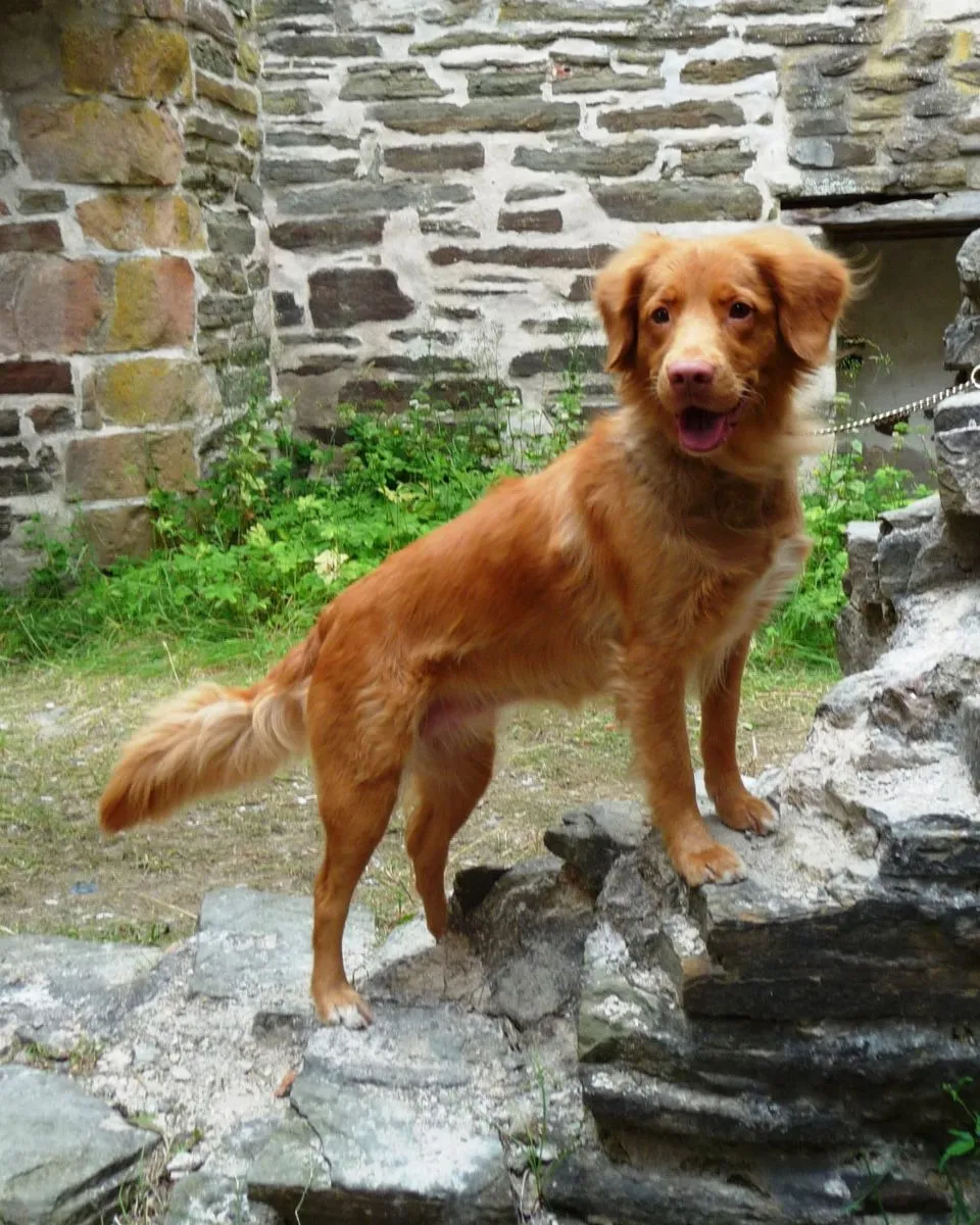Toller Retriever z Nowej Szkocji