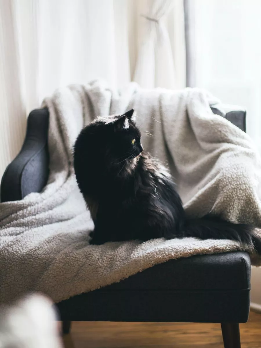 Kot
