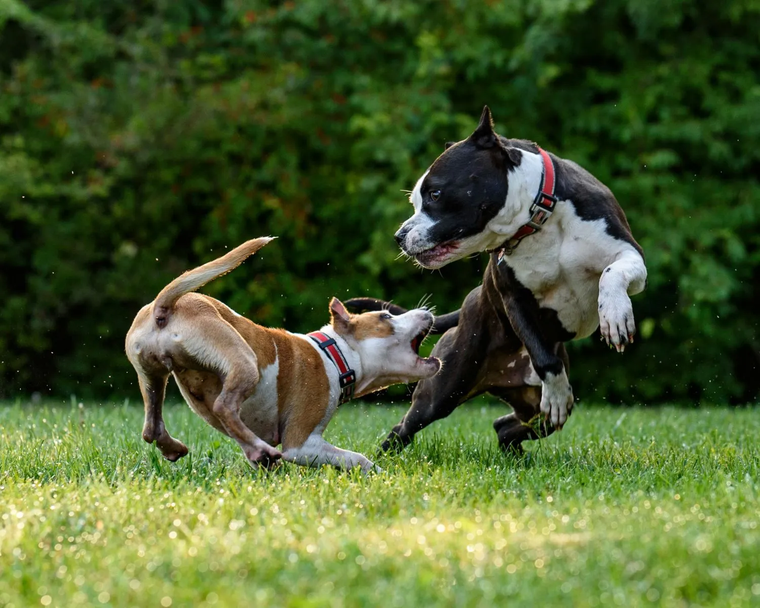 American Staffordshire Terrier