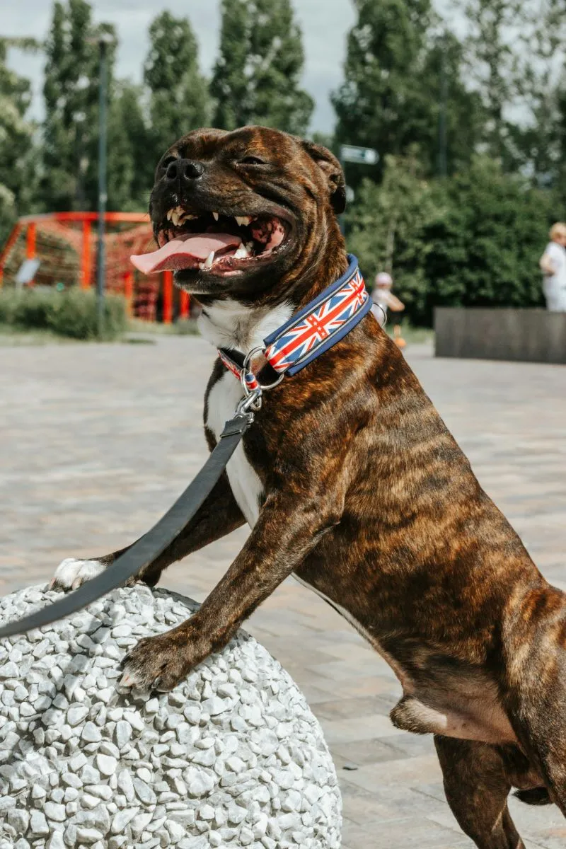 American Staffordshire Terrier