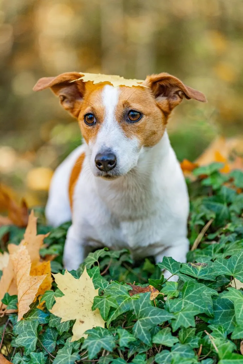 Jack Russell Terrier 