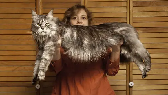 Kot Stewie rasy Maine Coon