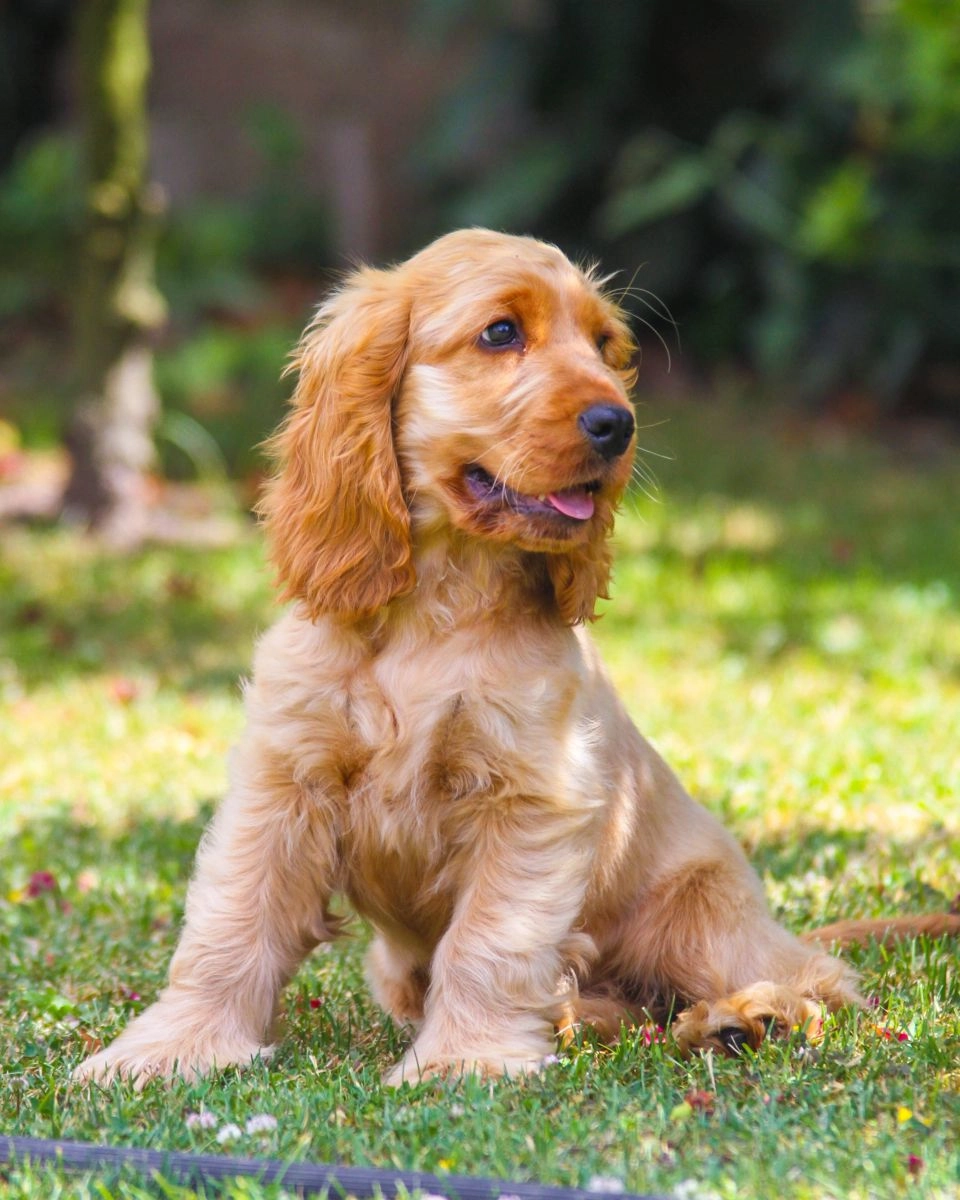 Szczeniak Cocker Spaniel Amerykański