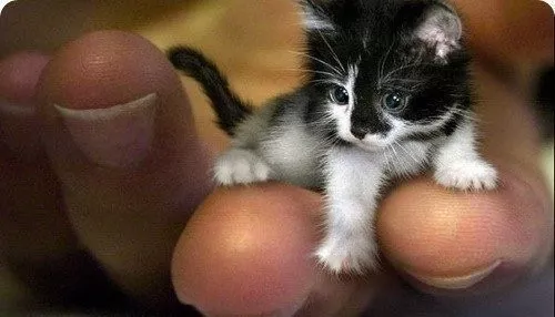 Tinker Toy